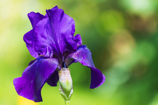 Purple Bearded Iris Flower
