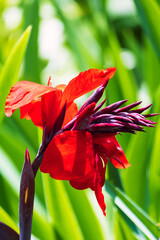 Obraz premium Canna Lily