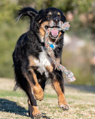 Mixed breed dog has dangling rope hanging from mouth while retrieving toy during play session at park.