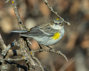 Yellow Rumped Warbler
