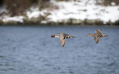 A male northern pintail duck " Anas acuta "  flies over a lake in Canada.