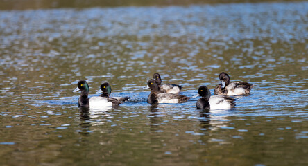 Male and  female lesser scaup diving ducks  "Aythya affinis " swim and dives in a lagoon in Canada