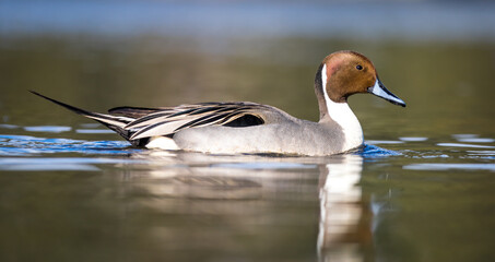 A male northern pintail duck 