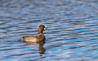 A female lesser scaup duck 