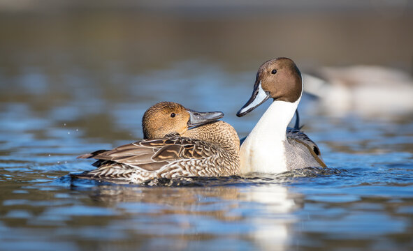A male and female northern pintail duck " Anas acuta " bond in a mating ritual