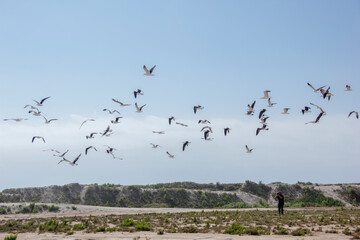 photographer photographing seagulls in flight