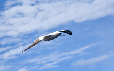 Seabird Masked, Blue-faced Booby (Sula dactylatra) flying over the ocean on the blue sky background. Seabird is hunting for flying fish jumping out of the water.