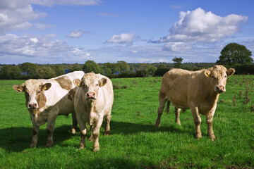 Fototapeta na wymiar Ireland, County Roscommon. Cattle on farmland.