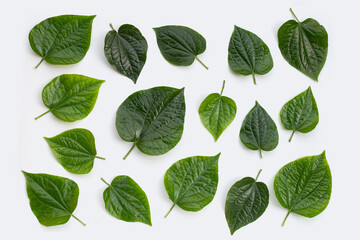 Fresh Wild Betel leaves isolated on white background