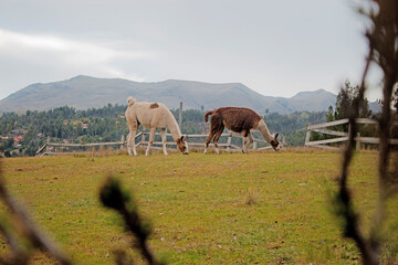 Llamas feeding in a mountain field Cusco Peru 