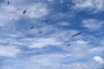Seabirds Masked, Blue-faced Booby (Sula dactylatra) flying over the ocean. Seabirds are hunting for flying fish jumping out of the water.