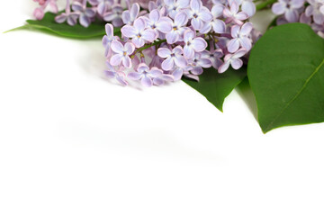 Closeup of purple lilac Syringa vulgaris, flowers on a white background