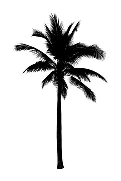 Palm tree in silhouette on white background for summer banner decoration 

