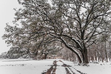 Snow, road and trees