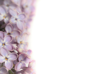 Closeup of purple lilac Syringa vulgaris, flowers on a white background