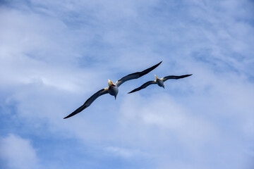 Seabirds Masked, Blue-faced Booby (Sula dactylatra) flying over the ocean. Seabirds are hunting for flying fish jumping out of the water.