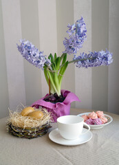 Spring blooming hyacinths, bird's nest, meringues and white mockup cup on striped background, selective focus
