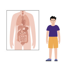 Internal organs in male body