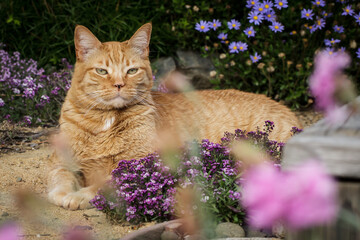 Naklejka na ściany i meble Red cat laying among purple flowers in a garden