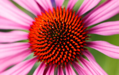 Closeup of a pink coneflower, Echinacea, with a bright red center