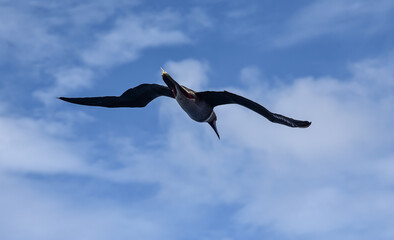 Seabird Masked, Blue-faced Booby (Sula dactylatra) flying over the ocean on the blue sky background. Seabird is hunting for flying fish jumping out of the water.