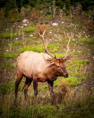 Naklejka na ściany i meble An elk, who I named Regor, grazing at the edge of a forest in Banff National Park in Alberta, Canada.