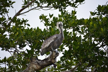 pelikano punta allen tulum mexico