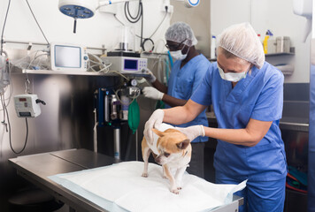 Image of dog on the operating table and doctor in a veterinary clinic