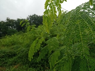 fern in the forest