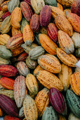 photo of cocoa just harvested and ready to transport