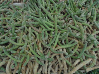 plantas del desierto espinas