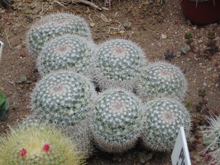 plantas del decierto