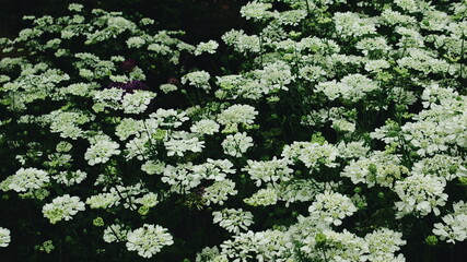 green grass in the meadow