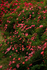 red and yellow flowers