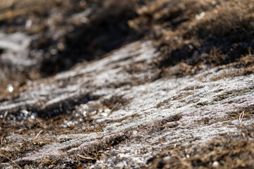 土と枯れ草にできた霜柱