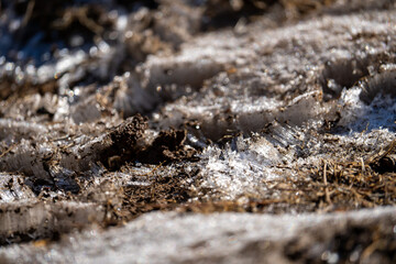 土と枯れ草にできた霜柱