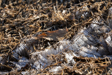 土と枯れ草にできた霜柱