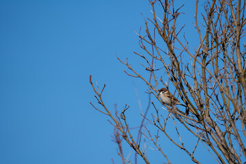 冬空の下で落葉した木枝に留まる雀(スズメ)