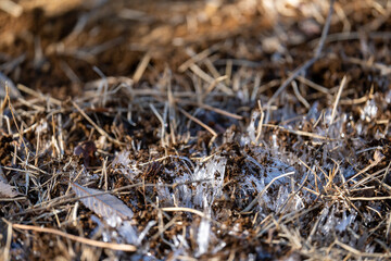 土と枯れ草にできた霜柱