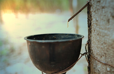 Harvesting in rubber plantations in the Northeast of Thailand.