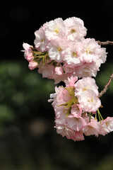 ヤエザクラ　一葉　イチヨウ