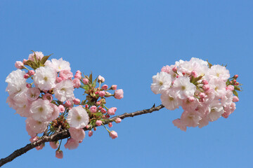 ヤエザクラ　一葉　イチヨウ