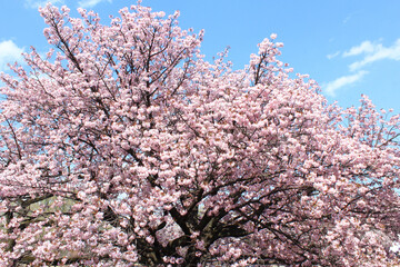 ヤエザクラ　一葉　イチヨウ