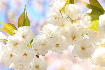 白い八重桜　白妙