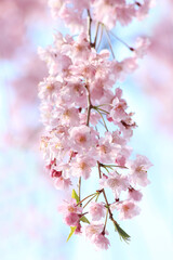 桜　ヤエベニシダレ