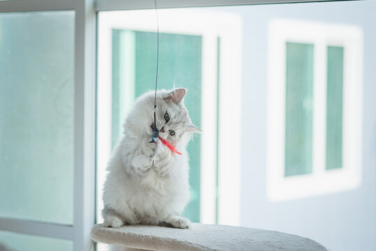 Cute persian cat playing toy on cat tower