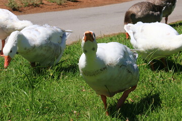 geese in the park enjoying the grass