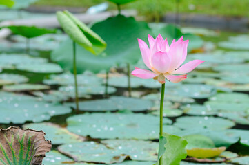 Beautiful Big Pink Lotus