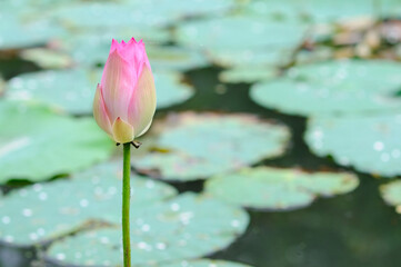 Beautiful Pink Lotus Bud