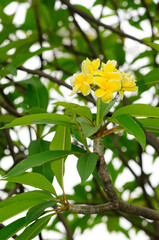 Frangipani (Plumeria)